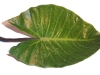 Leaf (wet).jpg
